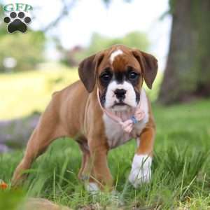 Daffy, Boxer Puppy